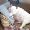 Tổng hợp 110+ Meme Mèo Ngủ: Biểu tượng của những người "ngủ bất chấp deadline"
