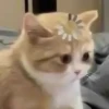Tổng hợp 70+ ảnh meme hoang mang cực đỉnh, hài hước khó đỡ