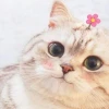 Tổng hợp ảnh meme con mèo hài hước và biểu cảm cực đỉnh năm 2026