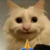 Tổng hợp Meme Mèo Đáng Thương: Biểu cảm gây cười và đồng cảm