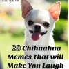Top 50+ Chihuahua Meme Làm Bạn Cười Không Ngớt