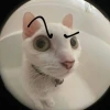 Top 50+ Meme Cat The Rock Hài Hước Nhất 2026