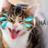 Top 582+ Meme Cười Đểu Thâm Thúy Cho Năm 2026