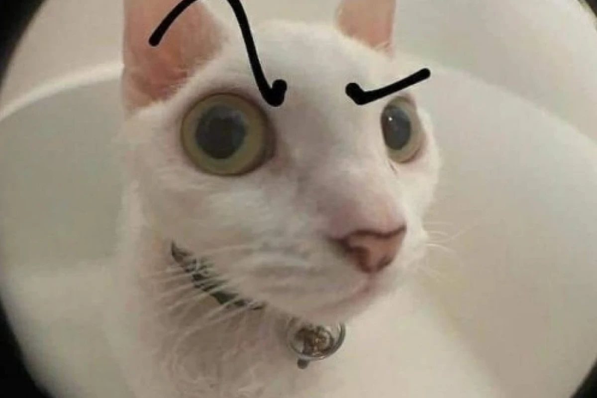 Top 50+ Meme Cat The Rock Hài Hước Nhất 2026