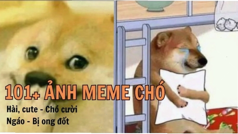 Ảnh meme chó cute với những biểu cảm khó đỡ