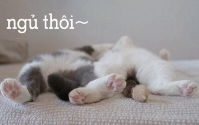 Ảnh meme dễ thương với lời chúc ngủ ngon