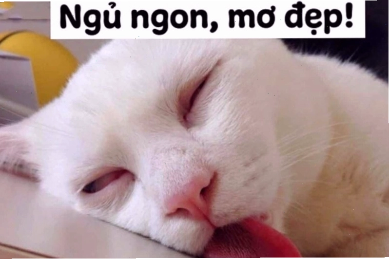 Ảnh meme giải thích ý nghĩa của meme chúc ngủ ngon một cách hài hước