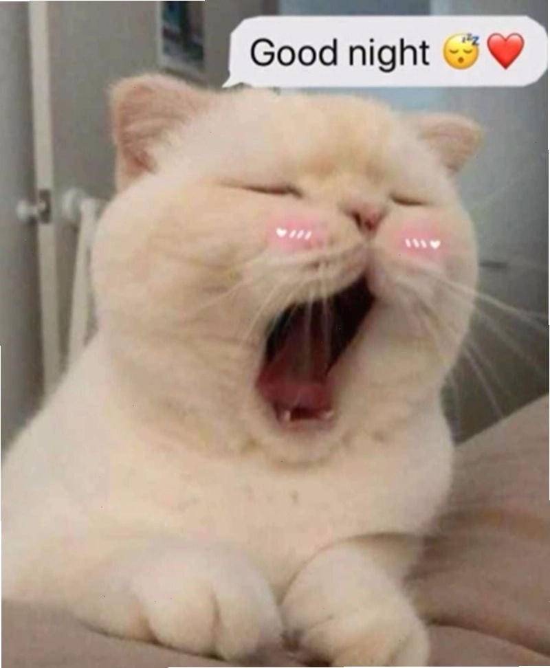 Ảnh meme mèo đang ngáp lớn