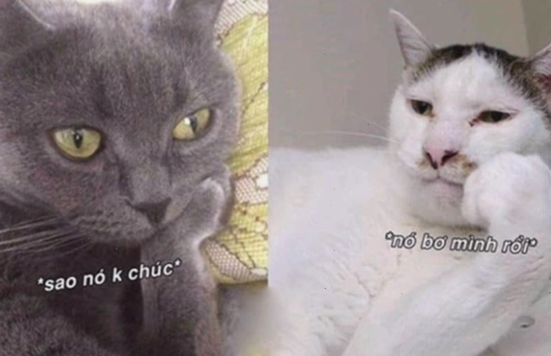 Ảnh meme mèo đang ngủ say sưa