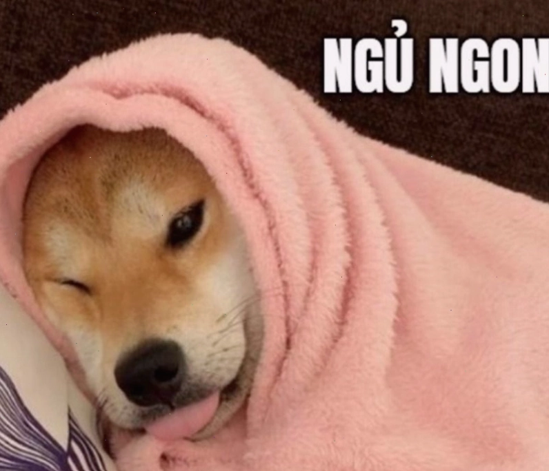 Ảnh meme mèo với thông điệp chúc ngủ ngon