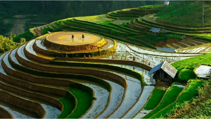 Avatar một bông hoa hướng dương rực rỡ dưới ánh nắng