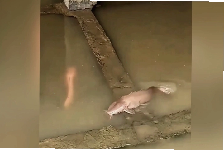 Cá trê trắng và cá trê vàng