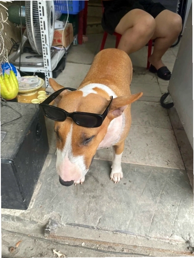 Cậu Vàng Meme trong các bối cảnh khác nhau