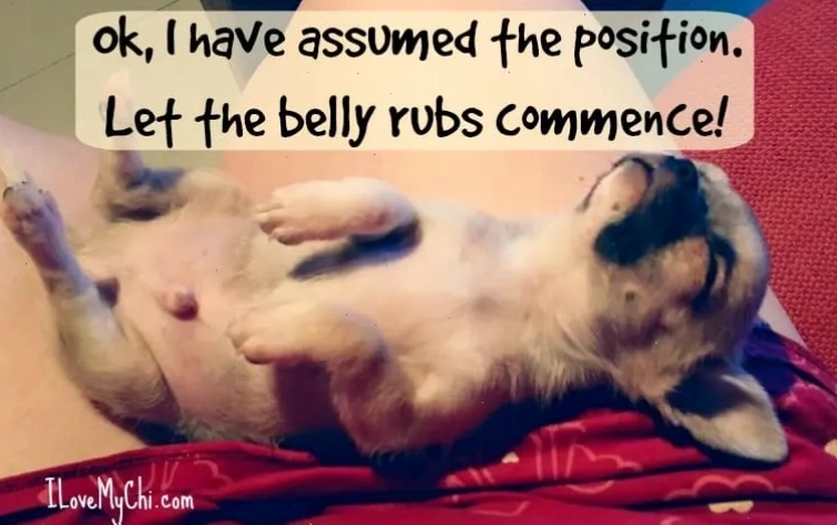 Chihuahua meme cười toe toét đầy hạnh phúc