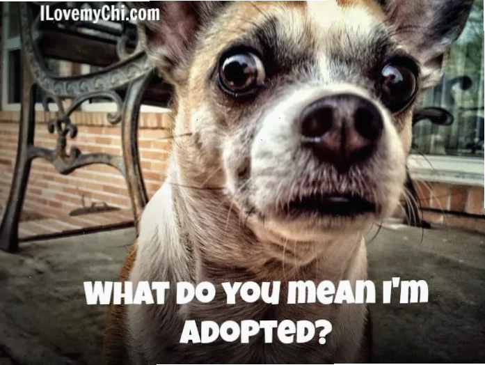 Chihuahua meme đáng yêu với biểu cảm ngơ ngác