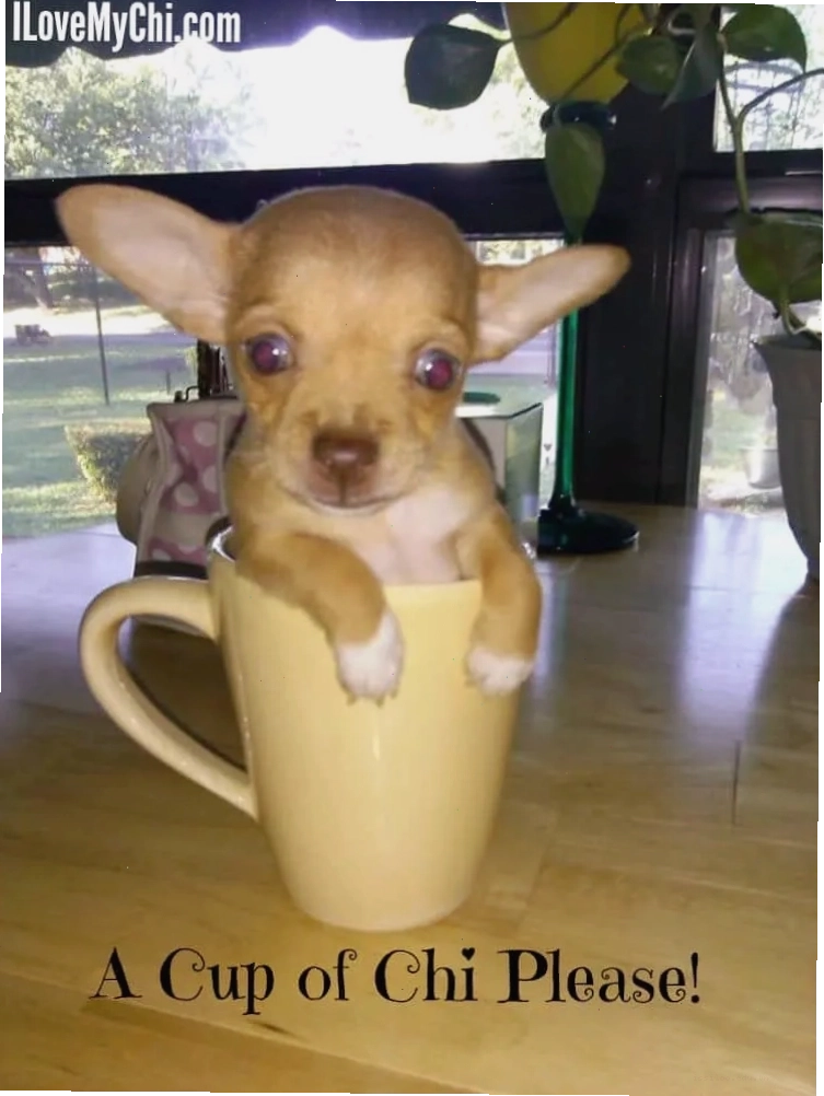 Chihuahua meme lè lưỡi đầy ngộ nghĩnh