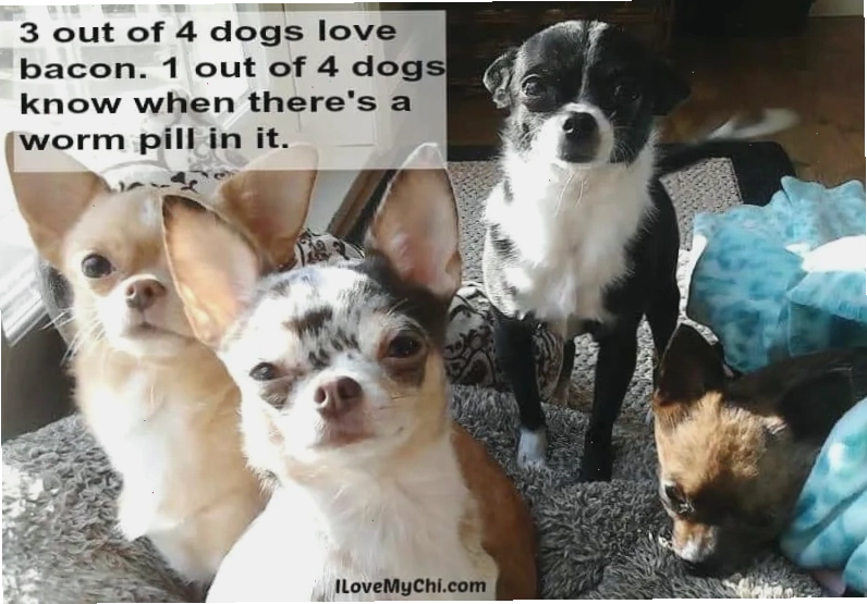 Chihuahua meme với biểu cảm hài hước