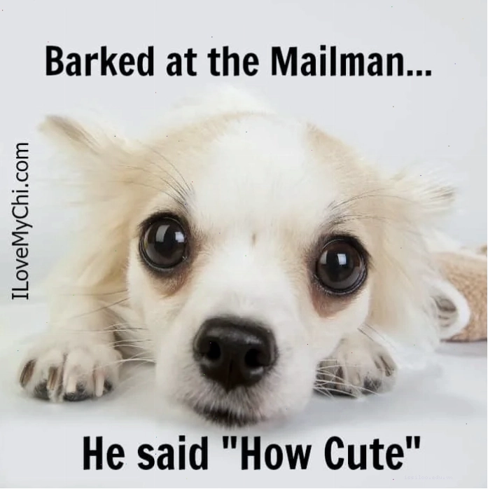 Chihuahua meme với vẻ mặt như đang khóc