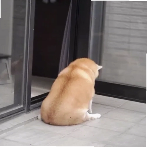 Chú chó ngồi một góc một mình với vẻ mặt buồn bã
