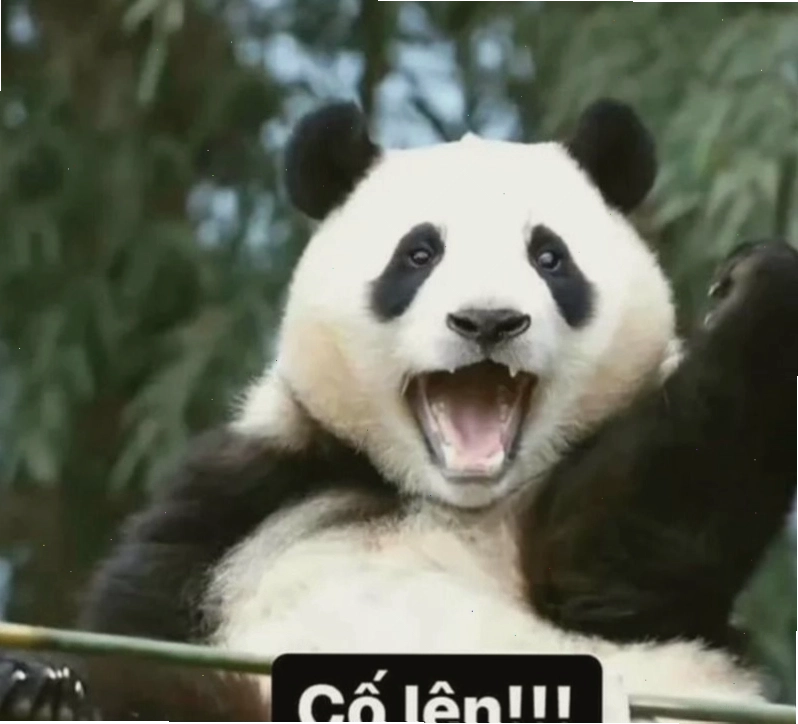 Hình ảnh hài hước của mèo