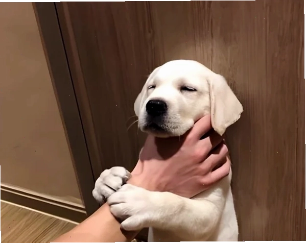 Hình ảnh meme bóp cổ hài hước