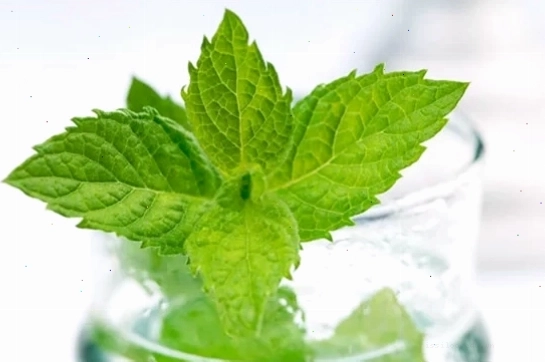 Lá bạc hà tươi xanh giúp ly mojito thêm phần hấp dẫn