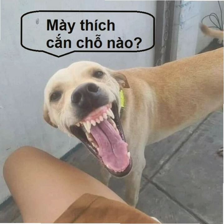 Meme chó cười nhe răng thể hiện sự vui vẻ pha chút ranh mãnh