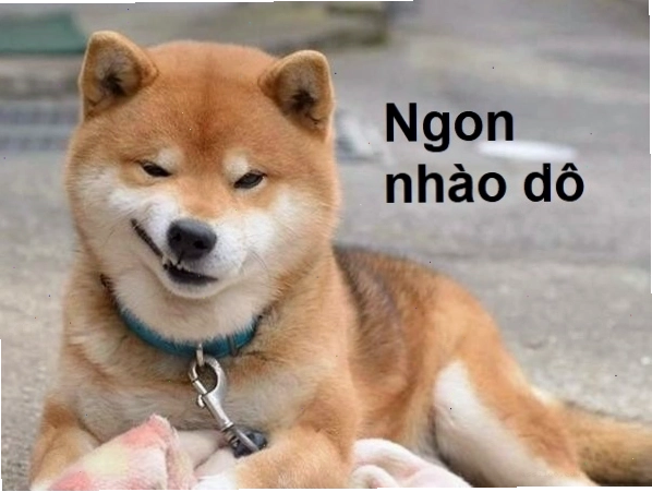 Meme chó cười nhếch mép thể hiện sự tinh nghịch