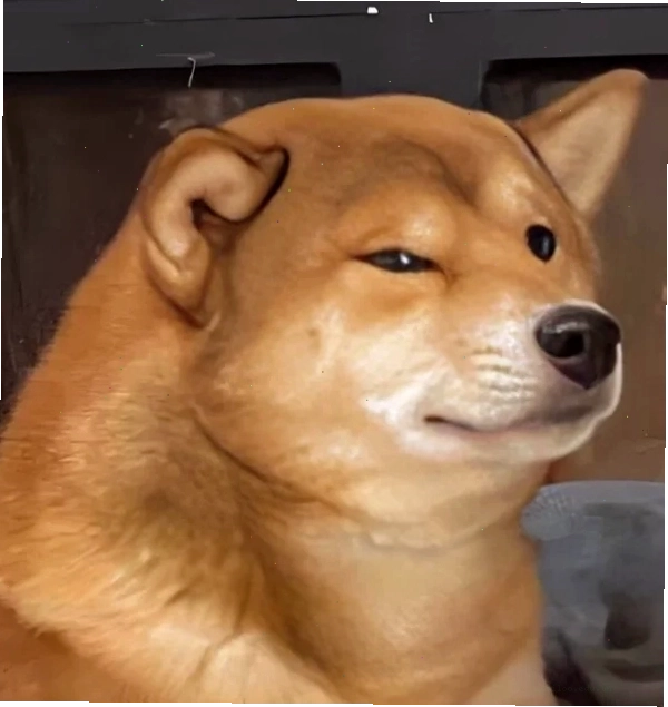 Meme chó giận dỗi đáng yêu khi đói