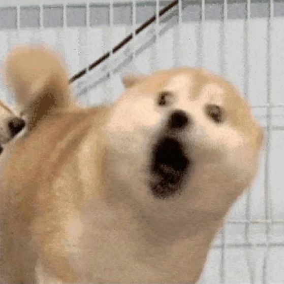Meme chó la hét với biểu cảm sợ hãi tột độ