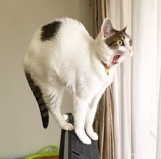 Meme con mèo sợ hãi với đôi mắt mở to tròn