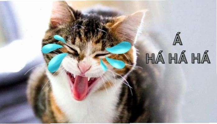 Meme cười ra nước mắt, vừa buồn cười vừa thấy thương