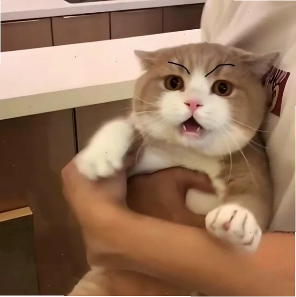 Meme dỗi cute thể hiện sự đói bụng