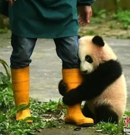 Meme gấu trúc năn nỉ với biểu cảm đáng yêu cầu xin