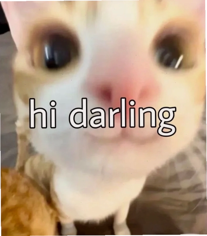 Meme hello cực hài với biểu cảm ngộ nghĩnh