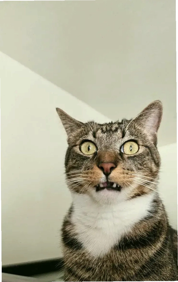 Meme mèo bất ngờ với gương mặt tròn xoe đầy hài hước