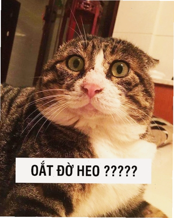 Meme mèo biểu cảm sốc nhẹ