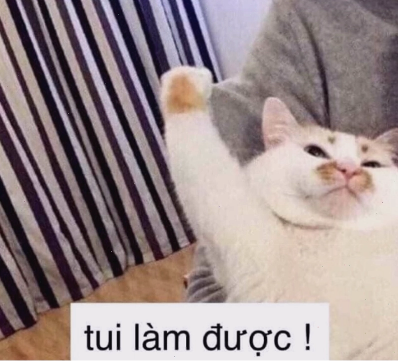 Meme mèo cau có biểu lộ sự không hài lòng