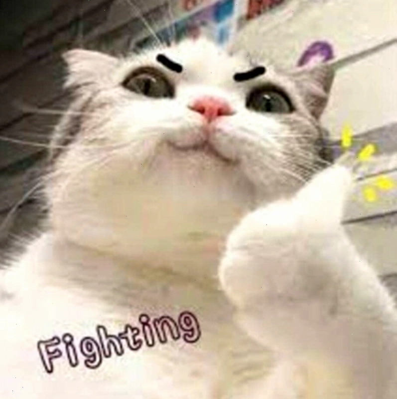 Meme mèo cố chấp với biểu cảm không từ bỏ