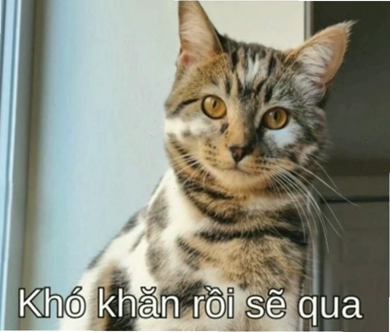 Meme mèo đang chuẩn bị hành động