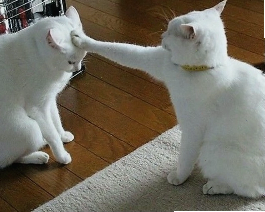 Meme mèo đáng thương với đôi mắt to tròn