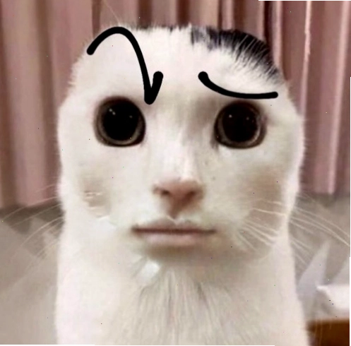 Meme mèo The Rock biểu cảm nghi ngờ