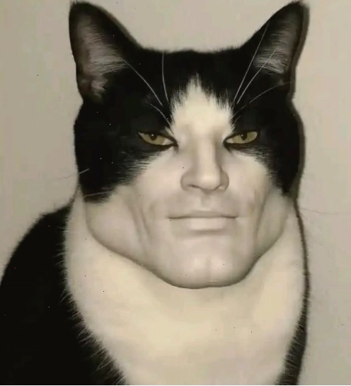 Meme mèo The Rock đang phán xét nhẹ nhàng