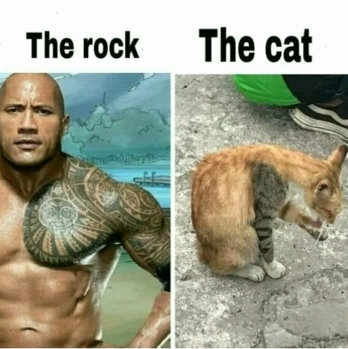 Meme mèo The Rock với biểu cảm không thể tin được