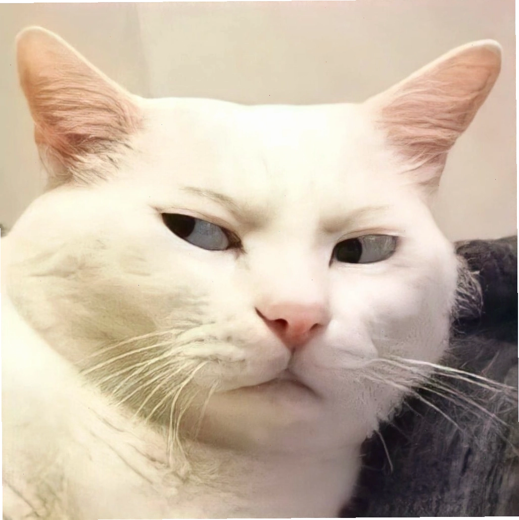 Meme mèo với ánh mắt 'nghi ngờ'