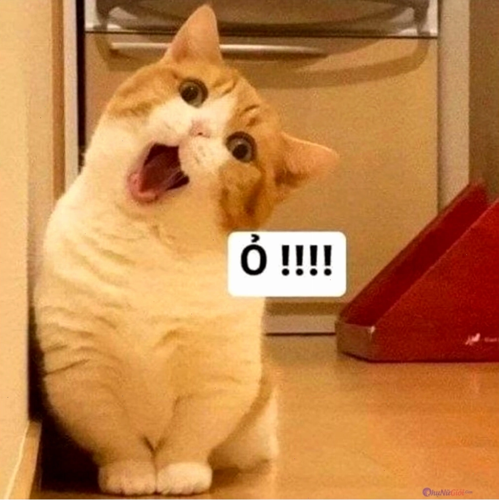 Meme mèo với biểu cảm sốc đầy thu hút