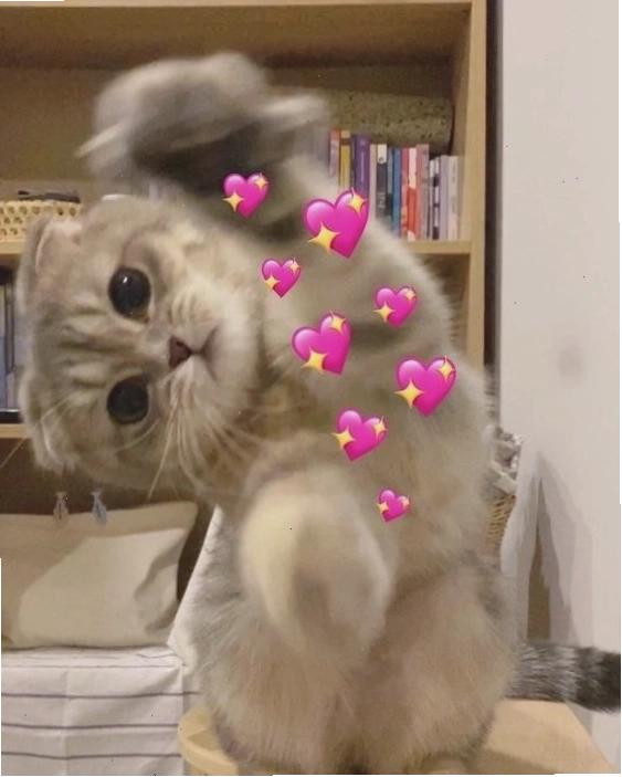 Meme mèo với góc chụp lạ