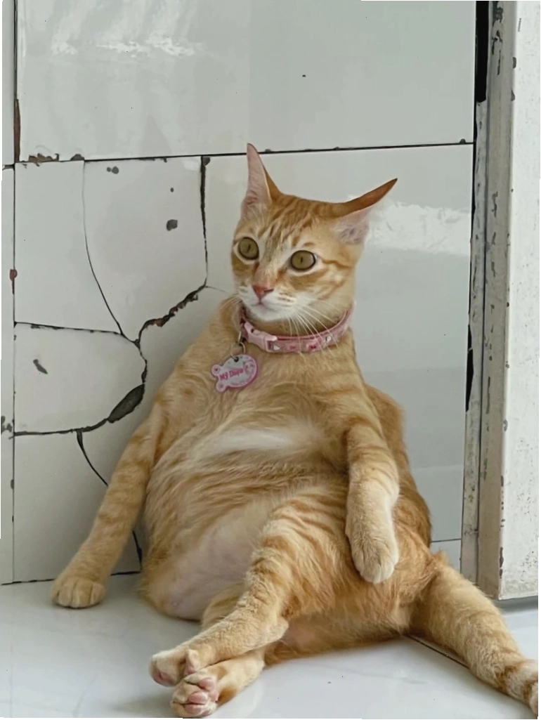 Meme mèo với khuôn mặt 'mếu máo'