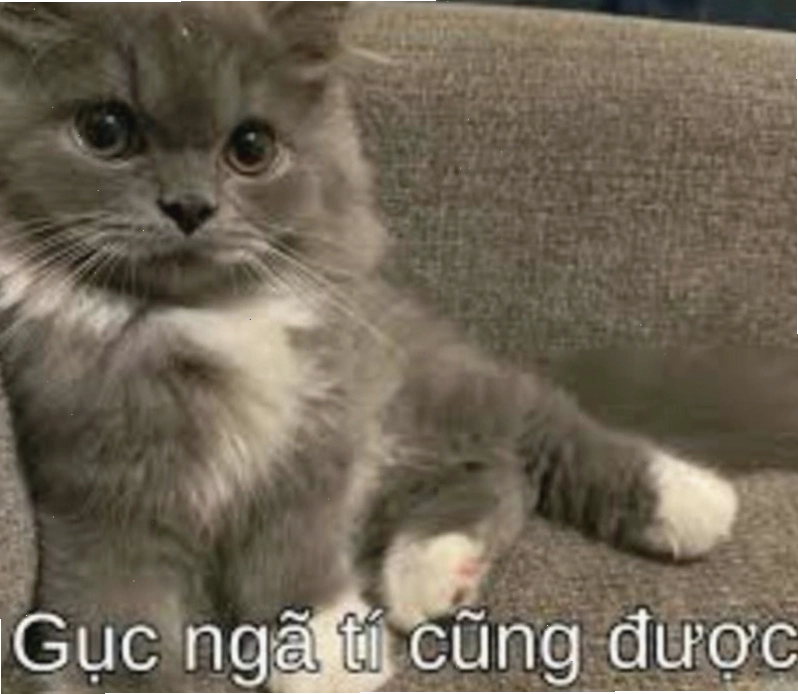 Meme mèo với vẻ mặt 