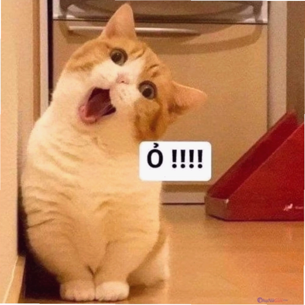 Meme mèo với vẻ mặt 'buồn đời'